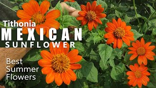 Tithonia Flower  Mexican Sunflower Plant care  Growing Tithonia Flower  Summer Flowers [upl. by Bebe]