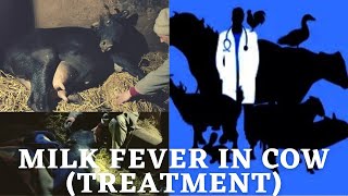 MILK FEVER in Cow  Hypocalcemia  Treatment by Vet  Postpartum hypocalcemia  Veterinary Medicine [upl. by Aned288]