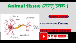 NCERT class 9 nervous tissue तंत्रिका उत्तक [upl. by Barbie]