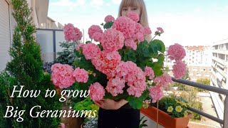 How to Grow Big Geraniums  Complete Careguide [upl. by Yellas]