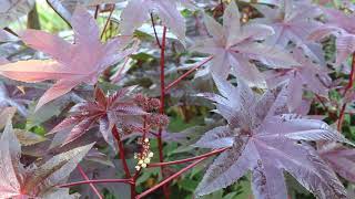 Castor bean Ricinus communis  Plant Identification [upl. by Ellehcsor]