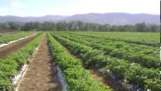 REPORTAJE SOBRE LA AGRICULTURA DOMINICANA youtube [upl. by Balmuth]