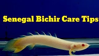 Senegal Bichir Care Tips [upl. by Kraft]