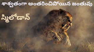 SmilodonSabre Toothed Tiger Extinction in Telugu Ferocious Predator of Ice Ageసాబ్రేటూత్డ్ టైగర్ [upl. by Rollo]