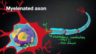 024 Nicodube23 How Myelin Sheaths speed up the Action Potential [upl. by Wappes129]