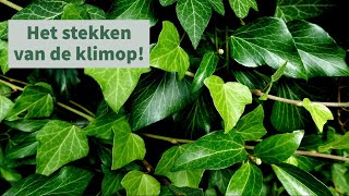 Klimop stekken [upl. by Race561]