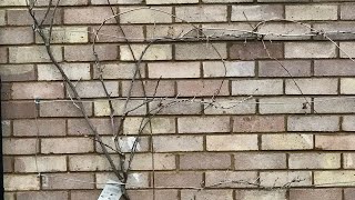 How To Winter Prune Wisteria Pruning Wisteria How To Train Wisteria Get Gardening [upl. by Dalis894]