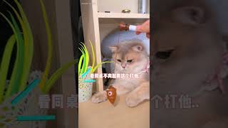 全家幫你趕作業是什麽體驗，這個問題招財也有發言權。cats 萌寵 貓咪 招財貓 寵物 pets shorts [upl. by Aical]