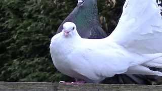 Fantail male pigeon amp female fantail doves Kissing amp mating 1 [upl. by Sivad441]