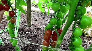 How to Prune Tomatoes for Earlier Harvests Higher Yields amp Healthier Plants [upl. by Velick]