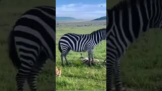 Mother zebra 🦓 trying to rescue her Foal wildlifesaudiarabiadisneytravel vlogviralvideo [upl. by Spada]