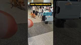 ⚠️ DOG TRAINER REACTS ⚠️  Service dog 💩 in airport dog servicedog airport [upl. by Rahel]