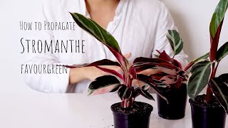 How to Propagate Stromanthe triostar  Stromanthe Propagation and Care Tips for stromanthe plant [upl. by Naloj]