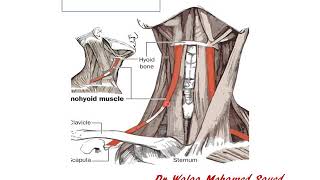 6 Infrahyoid muscles and ansa cervicalis Dr Walaa [upl. by Harle664]