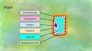 De cellen van de 4 rijken  planten dieren schimmels en bacteriën [upl. by Aker370]