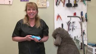 Best Dog Clippers for Poodles and Labradoodles  Go Pets Zone [upl. by Nolyaw]