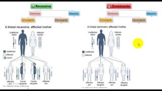 Test Medicina  Malattie XLinked Recessive e Dominanti in omozigosi [upl. by Rojam]