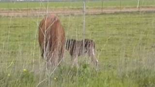 New Baby Horse Born amp Bonding in Natural Pasture  NO Imprinting  Rick Gore Horsemanship [upl. by Lorrie251]