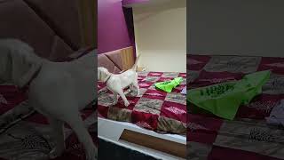 Dumdam 😂doglover dog myanimal funny [upl. by Yrrok912]