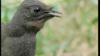 Attenborough the amazing Lyre Bird sings like a chainsaw Now in high quality  BBC Earth [upl. by Enehpets]