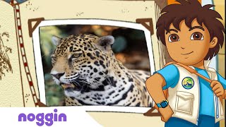 Lets Learn About A Jaguar w Diego  Noggin [upl. by Soalokcin]