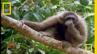 The Swinging Gibbon  National Geographic [upl. by Tandie]