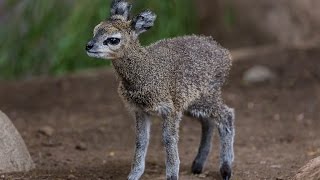 Klipsringer Calf Leaps Into Hearts at the San Diego Zoo [upl. by Soulier994]