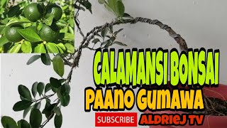 PAANO GUMAWA NG BONSAI  MARCOTTED CALAMANSI BONSAI [upl. by Job693]