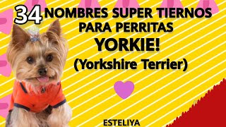 34 NOMBRES PARA TU PERRITA YORKIEESTÁN SUPER HERMOSOS [upl. by Beale650]