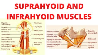 Suprahyoid and infrahyoid muscles [upl. by Pitt]