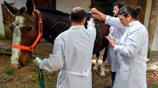 Des généticiens veulent créer le cheval parfait [upl. by Squire]