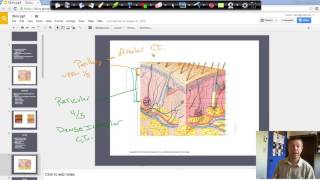 Papillary dermis [upl. by Netram]