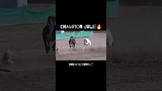 Greyhound track race🔥 whatsappstatus greyhounds shortsviral trackrace animals shikarkidunya [upl. by Letnahc]