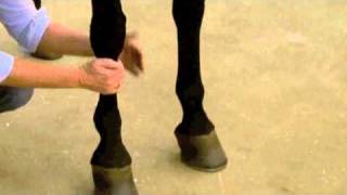 Using Absorbine Veterinary Liniment [upl. by Znerol971]