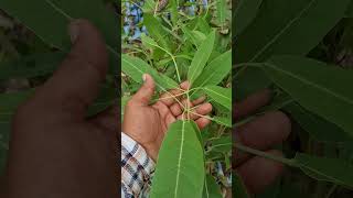 Tabebuia rosea pink and Tabebuia argentia yellow plant ready for plantation flowers plantation [upl. by Hunsinger576]