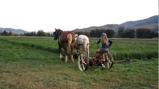 Mowing Hay with Horses [upl. by Marala]