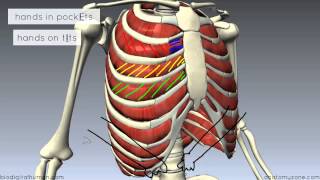 Muscles of the Thoracic Wall  3D Anatomy Tutorial [upl. by Campman652]