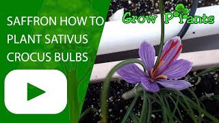 Saffron How to plant Sativus crocus bulbs [upl. by Leuams]