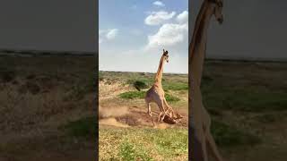 Giraffe vs lion animal power competition animal highlights [upl. by Talmud472]