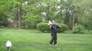 Broadbent Demos Backyard Boomerangs [upl. by Weiss]