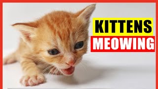 Kittens Meowing High Quality Kitten Meowing Sounds to Find Your Cat Cute Kittens Meowing Loudly [upl. by Anayi]