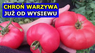 Chroń Papryki Pomidory Ogórki już OD WYSIEWU Jak dbać o Warzywa Krok po Kroku Uprawa Warzyw [upl. by Bartlet]