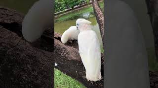 lovely white bird 💕  cutest Animal [upl. by Enihpesoj]