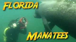 Florida Manatees  JONATHAN BIRDS BLUE WORLD [upl. by Atteiluj]