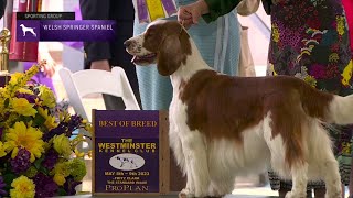 Spaniels Welsh Springer  Breed Judging 2023 [upl. by Anaidirib]