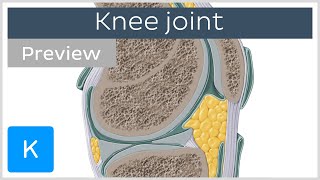 Knee joint bones ligaments articulation movements preview  Human Anatomy  Kenhub [upl. by Afatsum]