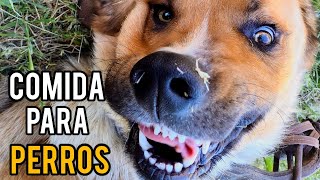 Cómo elegir el pienso adecuado para tu perro [upl. by Dragone]