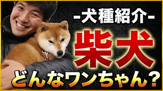 【犬種紹介】柴犬ってどんなワンちゃん？ [upl. by Cormac325]