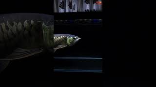 7 Years Old Arowana Fish [upl. by Klos976]