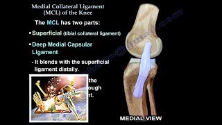 Medial Collateral Ligament Of The Knee  Everything You Need To Know  Dr Nabil Ebraheim [upl. by Oneg]